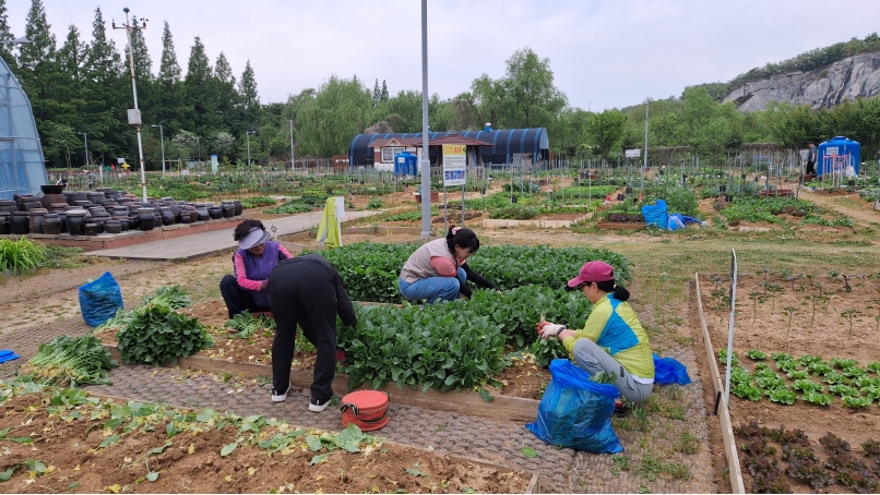 연수구는 지난 19일 옥련동 석산텃밭에서 올해 첫 수확물을 지역사회에 기증하는 2026년 제1회 농작물 나눔 행사를 개최했다